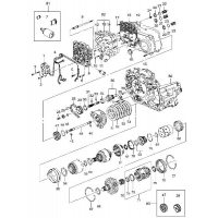   (GMPT)  (3621)